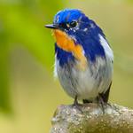 Sapphire Flycatcher / Ficedula sapphira