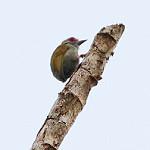 Африканский дятелок / Verreauxia africana