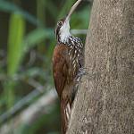 Длинноклювый древолаз / Nasica longirostris