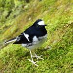 Little Forktail / Enicurus scouleri