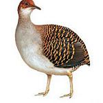 Полосатый скрытохвост / Crypturellus casiquiare