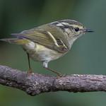 Chinese Leaf Warbler / Phylloscopus yunnanensis