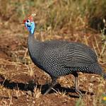Helmeted Guineafowl / Numida meleagris