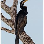 Австралийская змеешейка / Anhinga novaehollandiae