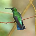 Изумрудный манго / Anthracothorax viridis