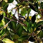 West African Wattle-eye / Platysteira hormophora