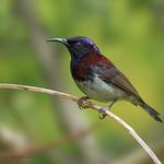 Black-throated Sunbird / Aethopyga saturata