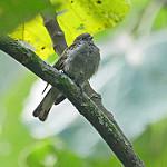 Короткоклювый медоуказчик / Indicator pumilio