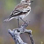 Salinas Monjita / Neoxolmis salinarum