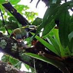 Gould's Toucanet / Selenidera gouldii