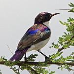 Пурпурноспинная нектарница / Anthreptes orientalis