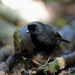 Melampittidae фото