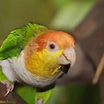 White-bellied Parrot / Pionites leucogaster