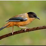 Rufous Sibia / Heterophasia capistrata