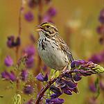 Savannah Sparrow / Passerculus sandwichensis