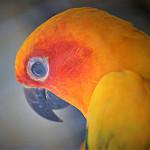 Sun Parakeet / Aratinga solstitialis