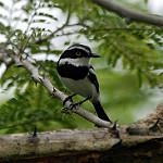 Senegal Batis / Batis senegalensis