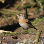Вьюрковые / Fringillidae фото