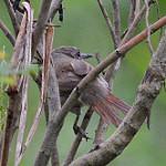 White-bellied Spinetail / Mazaria propinqua