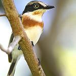 Pale Batis / Batis soror
