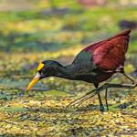 Желтолобая якана / Jacana spinosa