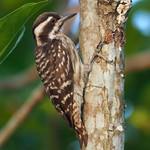 Sunda Pygmy Woodpecker / Yungipicus moluccensis