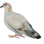 Сомалийский голубь / Columba oliviae