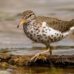 Spotted Sandpiper / Actitis macularius