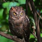 Рюкюйская сплюшка / Otus elegans