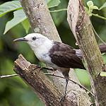 White-headed Wren / Campylorhynchus albobrunneus