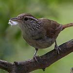 Sinaloa Wren / Thryophilus sinaloa