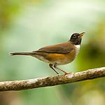 Белошейный дрозд / Turdus albicollis
