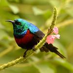 Красногрудая нектарница / Cinnyris erythrocercus