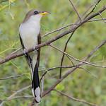 Желтоклювая пиайя / Coccyzus americanus