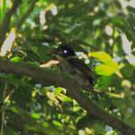 Королевский зимородок / Actenoides princeps