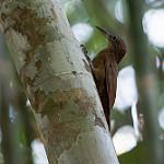 Elegant Woodcreeper / Xiphorhynchus elegans