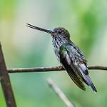 Tooth-billed Hummingbird / Androdon aequatorialis