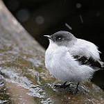 Panama Tyrannulet / Phylloscartes flavovirens