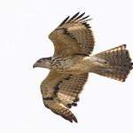 Лесной канюк / Buteo trizonatus