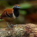 Каштановая муравьеловка / Myrmoderus ferrugineus