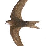 Horus Swift / Apus horus