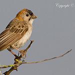 Пестролобый воробьиный ткачик / Sporopipes frontalis