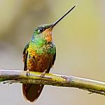 Golden-bellied Starfrontlet / Coeligena bonapartei