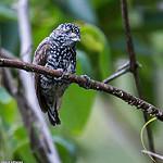 Speckle-chested Piculet / Picumnus steindachneri