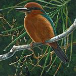 Pohnpei Kingfisher / Todiramphus reichenbachii