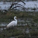 Ardea brachyrhyncha