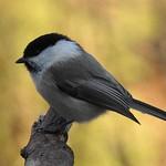 Буроголовая гаичка (пухляк) / Poecile montanus