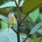 Нумфорская пеночка / Phylloscopus maforensis