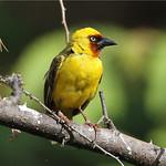 Камышовый ткач / Ploceus castanops