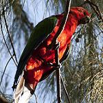 Блестящий попугай-арлекин / Prosopeia splendens